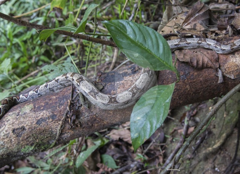 Correría de la libertad para 60 especies silvestres en Antioquia