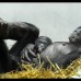 AFP - Un chimpanc&#233; bonobo reci&#233;n nacido descansa en el vientre de su madre en su recinto en el zool&#243;gico de Wuppertal, Alemania occidental.