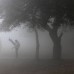 AP - A pesar de la niebla en una ma&#241;ana de esta semana en Nueva Delhi, India, un hombre realiza ejercicios de estiramiento.