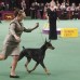 AP - Los perros hicieron un recorrido para que los jurados vieran sus condiciones f&#237;sicas. Este era el concurso de belleza del Kennel Club Dog Show.