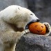 Reuters - El Halloween tambi&#233;n lo celebra este oso polar en el zool&#243;gico Tiergarten Sch&#246;nbrunn en Viena.