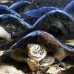 AP - Estas tortugas marinas regresan al mar luego de que fueran rescatadas. Cazadores ilegales en Indonesia las hab&#237;an retenido, las autoridades las rescataron.