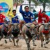Reuters - Media decena de b&#250;falos con hasta 700 kilos de peso salen en estampida comandados por escu&#225;lidos jinetes que buscan la gloria de ser los m&#225;s veloces en unas tradicionales carreras tailandesas de m&#225;s de un siglo de antig&#252;edad.