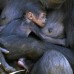 Reuters - Un gorila sostiene a su beb&#233; en su recinto en el zool&#243;gico de Taronga de Sydney.