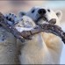 Reuters - Los osos polares en el acuario de Quebec en Canad&#225; disfrutan del fr&#237;o de esta zona.