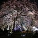 AP - Imagen de un &#225;rbol de cerezo iluminado en un parque en Kawasaki, cerca de Tokio.