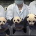 Reuters - Crecen en buena forma los pandas que nacieron en China hace algunas semanas.