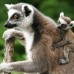 Reuters - Un Lemur catta, tambi&#233;n conocido como l&#233;mur de cola anillada est&#225; con su cachorro de tres semanas de edad.