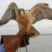 AP - El administrador del aeropuerto, Rub&#233;n Aguilar, relat&#243; que la terminal a&#233;rea suele recibir visitas de aves migratorias y de otro tipo que residen en los bosques aleda&#241;os.