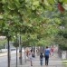 Hern&#225;n Vanegas - En el sector de la cl&#237;nica Comfenalco, los &#225;rboles ya forman un sendero fresco para caminantes.