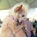 AP - El Concurso Mundial del Perro m&#225;s feo del mundo se cumpli&#243; en Petaluma, California, en Estados Unidos.