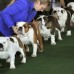 AFP - Los Bulldogs se preparan para el juzgamiento en la competencia de belleza Westminter anual Kennel Club Dog Show.