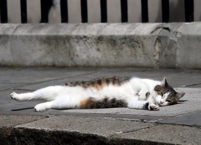 Varios diputados británicos han recurrido a sus propios gatos para intentar controlar la plaga que se extiende en el Palacio de Westminster. FOTO REUTERS