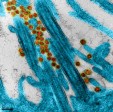 Imagen del coronavirus SARS-CoV-2 (en rojo). En azul, los cilios del epitelio respiratorio (son como “pelitos” del “revestimiento” de las vías respiratorias). FOTO Centro Nacional de Investigación Científica (CNRS, en francés).