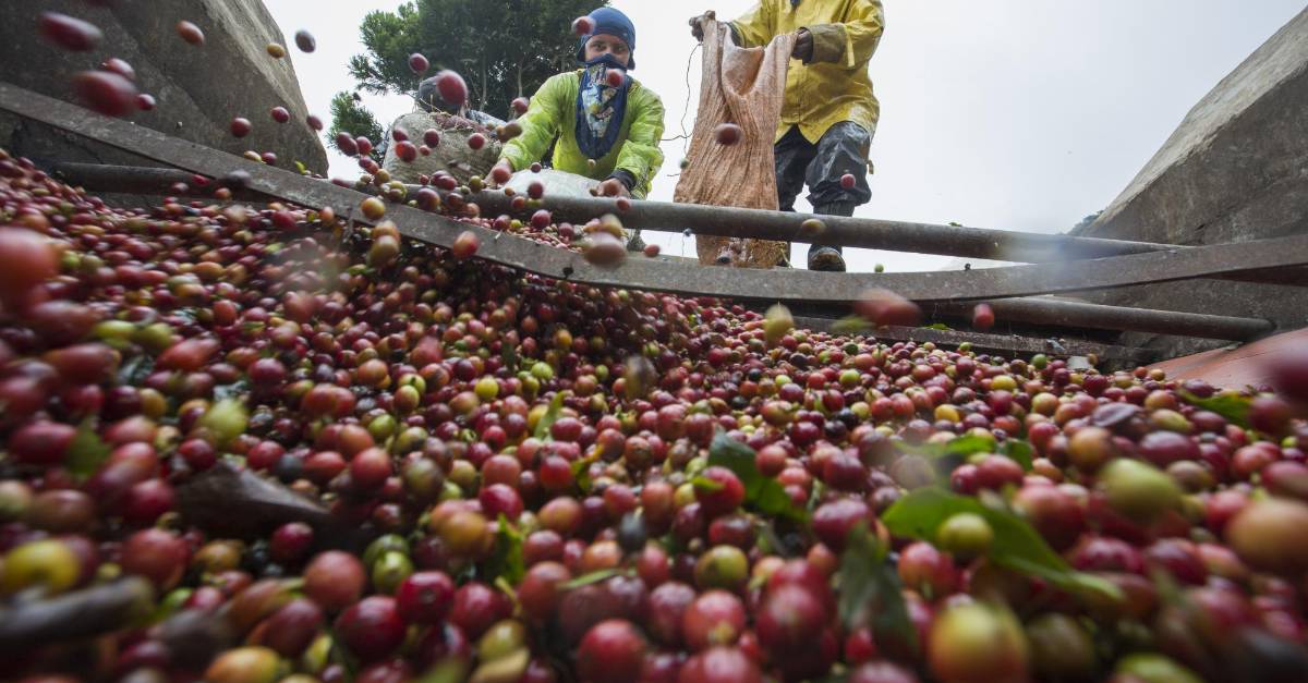 Colombia Produjo Millones De Sacos De Caf En Febrero