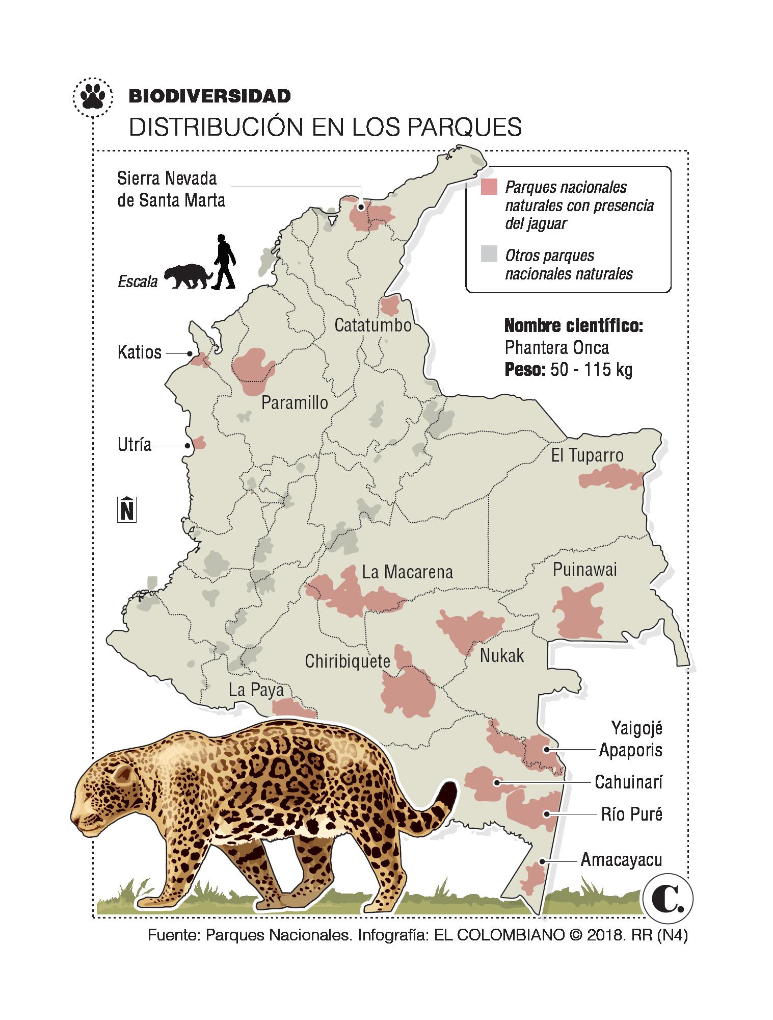 ¿Qué hacer para salvar el jaguar en el país?