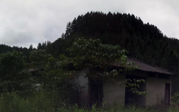 Sin contrato, la reforestadora controlada por la Gobernación de Antioquia hizo millonarias siembras en predios privados. Con cláusulas exorbitantes se lesionarían intereses públicos. FOTO cortesía de ria