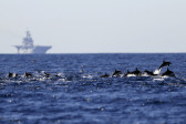 Un grupo de delfines nadan en aguas de San Diego. FOTO AP