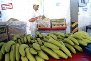 APLa empresa Chiquita Brand International trabajó en la zona del Urabá antioqueño durante varios años. En la imagen, tomada en 2004, un trabajador de Chiquita empaca bananos en una planta de esta zona del departamento.