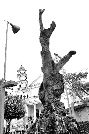 JaimarDos de los símbolos más representativos de Envigado La Ceiba y La Iglesia Santa Gertrudis. El parque es el sitio de reunión de cientos de personas, además está rodeado de variados establecimientos comerciales. Es muy tranquilo y apacible, su fa