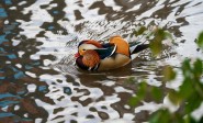 Aunque su hábitat natural se encuentra en China y Japón, a miles de kilómetros de Manhattan y atravesando el océano Pacífico, este pato mandarín es ahora visto regularmente entre las especies de aves del Central Park en Estados Unidos. Los zoológicos de la ciudad dicen que entre sus animales no tienen registro de esta especie. Foto: AFP