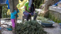 En Cauca habitan indígenas, afrodescendientes y campesinos de escasos recursos. Muchos derivan su sustento de la marihuana. FOTO: Juan Antonio Sánchez.