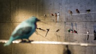 Más de 100 figuras de aves de todo el mundo talladas en madera e instaladas en espacio de corte urbano, hace parte de la exposición “Del vuelo a la poesía” de la artista Patricia Rodríguez en la universidad de Eafit. Foto: Santiago Mesa.