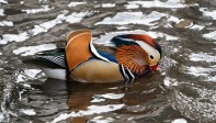 Aunque su hábitat natural se encuentra en China y Japón, a miles de kilómetros de Manhattan y atravesando el océano Pacífico, este pato mandarín es ahora visto regularmente entre las especies de aves del Central Park en Estados Unidos. Los zoológicos de la ciudad dicen que entre sus animales no tienen registro de esta especie. Foto: AFP