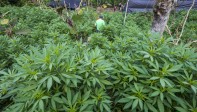 En el norte de Cauca, las familias tienen un cultivo promedio de 500 plantas de marihuana. FOTO: Juan Antonio Sánchez.
