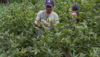 La esperanza de las comunidades está en la sustitución de cultivos ilícitos y la producción de medicamentos a base de marihuana. FOTO: Juan Antonio Sánchez.