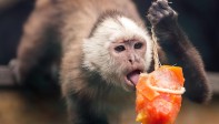 Los sabores varían según la especie: salpicón para los monos y carne para los leones, por ejemplo. FOTOS JULIO CÉSAR HERRERA