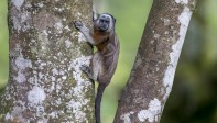 Esta especie de primates se encuentra en peligro de extinción. FOTO JUAN ANTONIO SÁNCHEZ OCAMPO