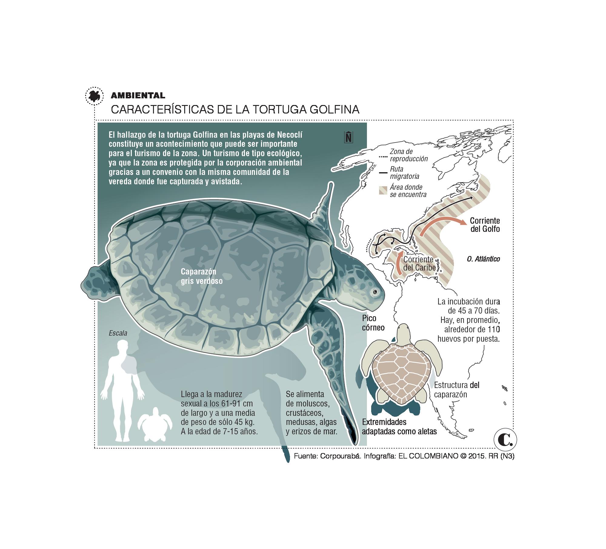 <p>Con la Golfina, Necoclí ya tiene </p><p>5 especies de tortugas marinas</p>