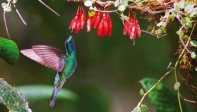 La gran mayoría de parques tienen observación de fauna y flora como, por ejemplo, el Parque Nacional Natural Amacayacu (Amazonas). FOTO Cortesía - Éxito