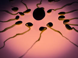 Reducir producción de espermatozoides busca el anticonceptivo para hombres. Foto Max Pixel