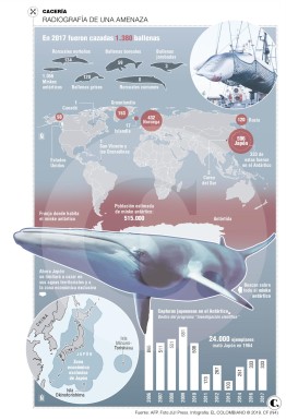 Japón afila los arpones contra las ballenas