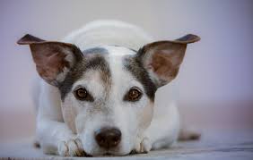 Un perro reduciría el riesgo de enfermedad cardiovascular. Foto Pixabay