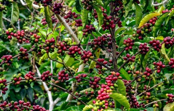 En los últimos años la exportación de café panameño representó unos 212 millones de dólares, el 0,4% del Producto Interno Bruto del país. Foto: Afp