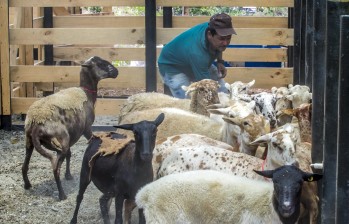 En Ituango (Antioquia), los excombatientes de las Farc adelantan proyectos productivos de agricultura y ganadería que tendrían que ser desplazados si se reubica el ETCR. FOTO Juan Antonio Sánchez