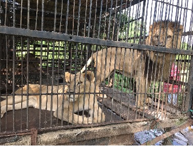 Dos de los leones trasladados a México. Foto cortesía CRA