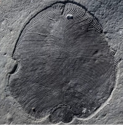 Físil de Dickinsonia, el animal más antiguo hasta ahora. Foto ANU