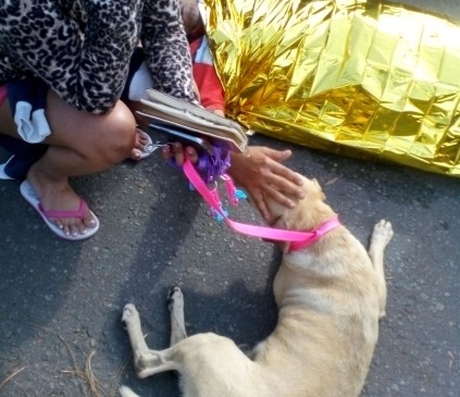 Un perro auxilió a su amo en el accidente de Robledo