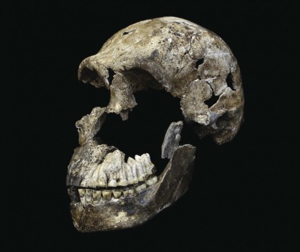 El cráneo casi entero de Neo, como se llamó al individuo con esqueleto muy completo. El H. naledi tenía rasgos antiguos, pero otros como el pie, moderno. FOTO J. Hawks
