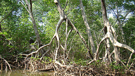 La deforestación de manglares es alta, perdiéndose la protección de las costas. Foto cortesía U. Nacional