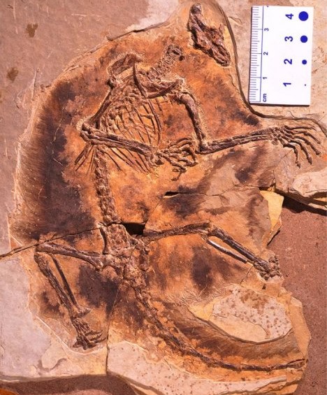 Uno de los dos fósiles de mamíferos voladores hallados. Foto cortesía Zhe-Xi Luo/UChicago