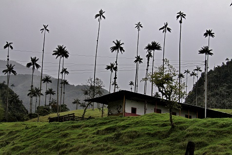 En Tochecito se protegerá el mayor santuario de palmas de cera. En la foto, palmas en el Cocora. Foto El Colombiano