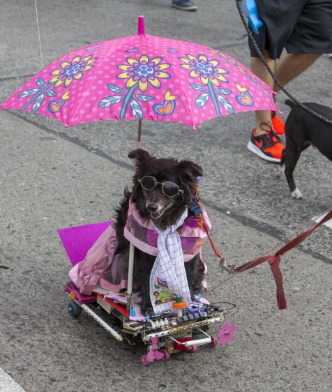 Los accesorios no deben incomodar a la mascota, impedirle ver o caminar. FOTO Jaime Pérez Munévar