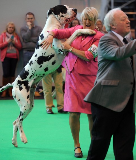 Un gran danés con su dueña en Crufts 2015, el mayor espectáculo canino del mundo. FOTO AP