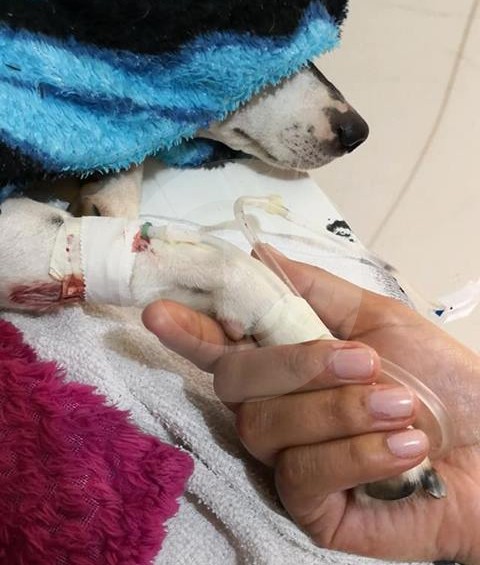 Esta es Sofía, una perrita que tampoco pudo salvarse. FOTO TOMADA DEL FACEBOOK DE JACKELINE ARISTIZÁBAL