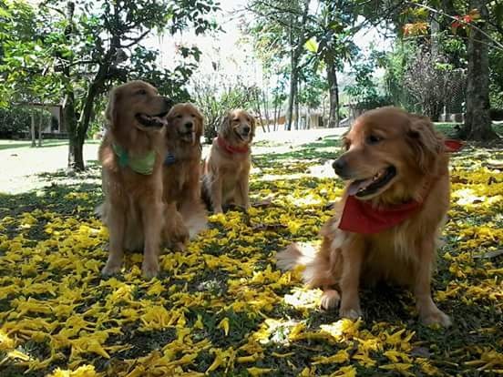 Natalia Fernández dice que vive feliz con sus cuatro mascotas Golden Retriever. FOTOs cortesía